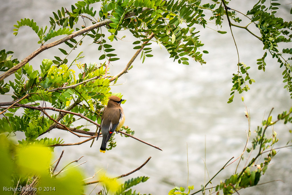 Cedar Waxwing