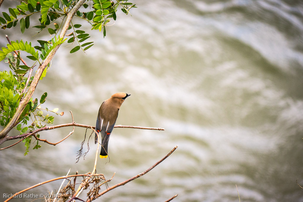 Cedar Waxwing