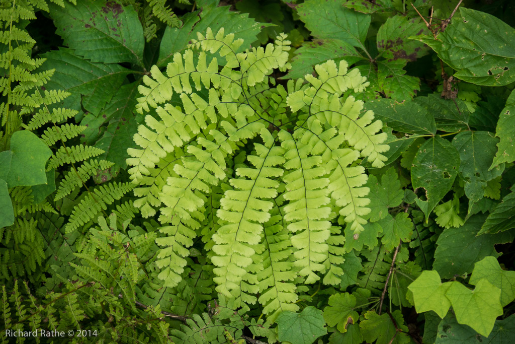 Maiden-Hair Fern