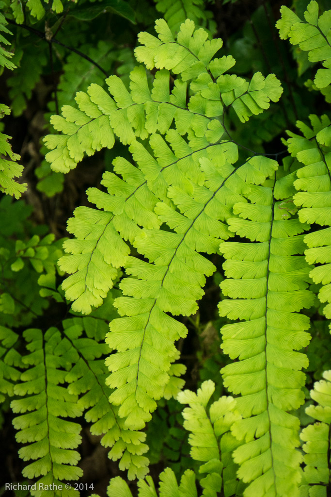 Maiden-Hair Fern