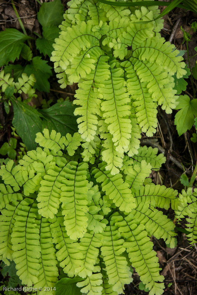 Maiden-Hair Fern
