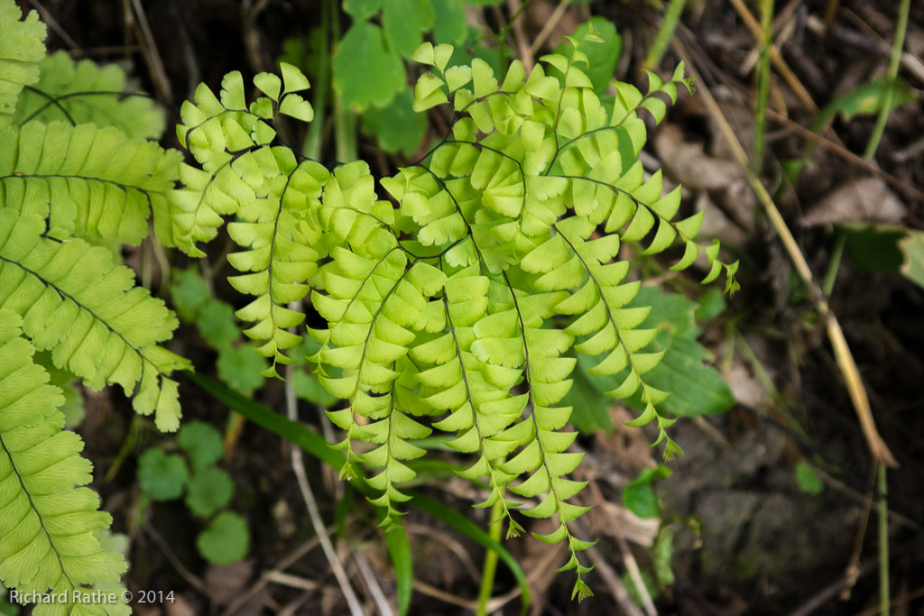 Maiden-Hair Fern
