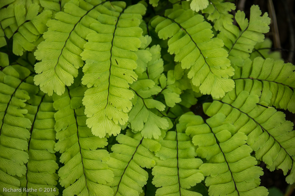Maiden-Hair Fern