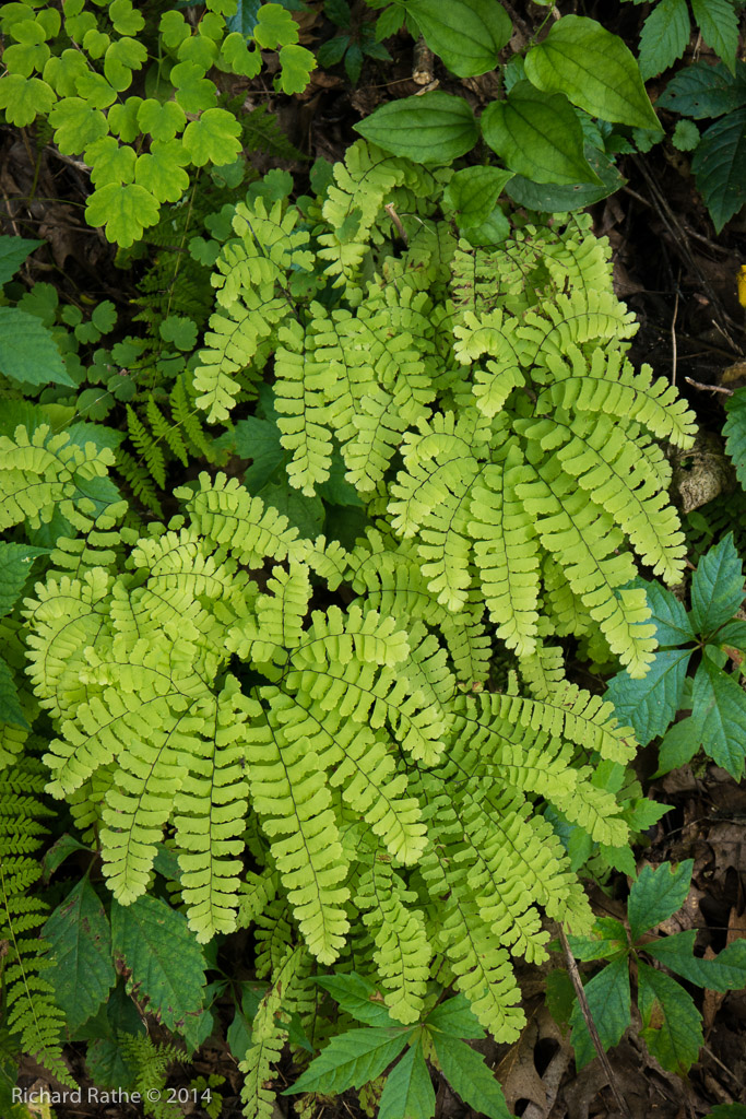 Maiden-Hair Fern