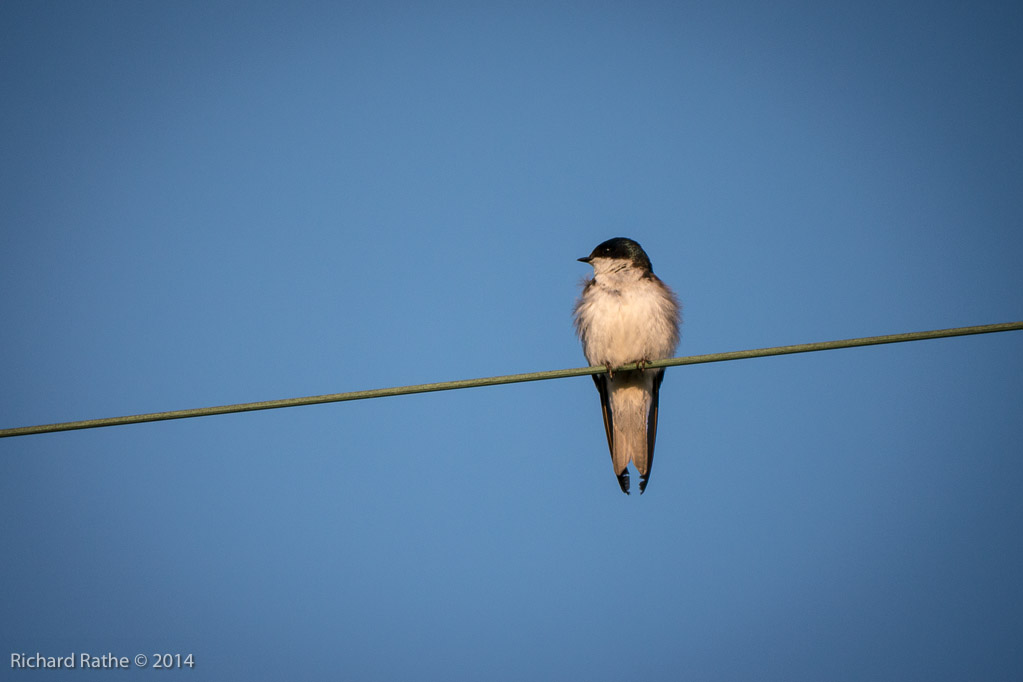 Tree Swallow