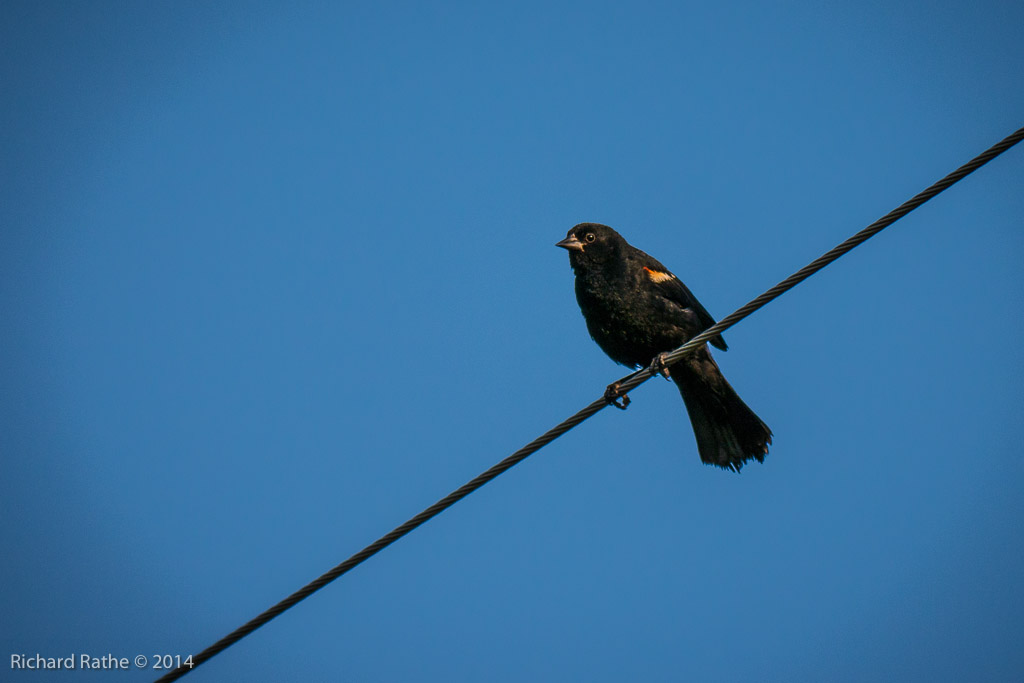 Red-Winged Blackbird