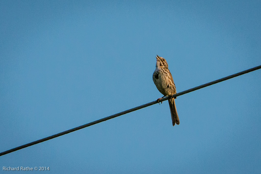 Song Sparrow