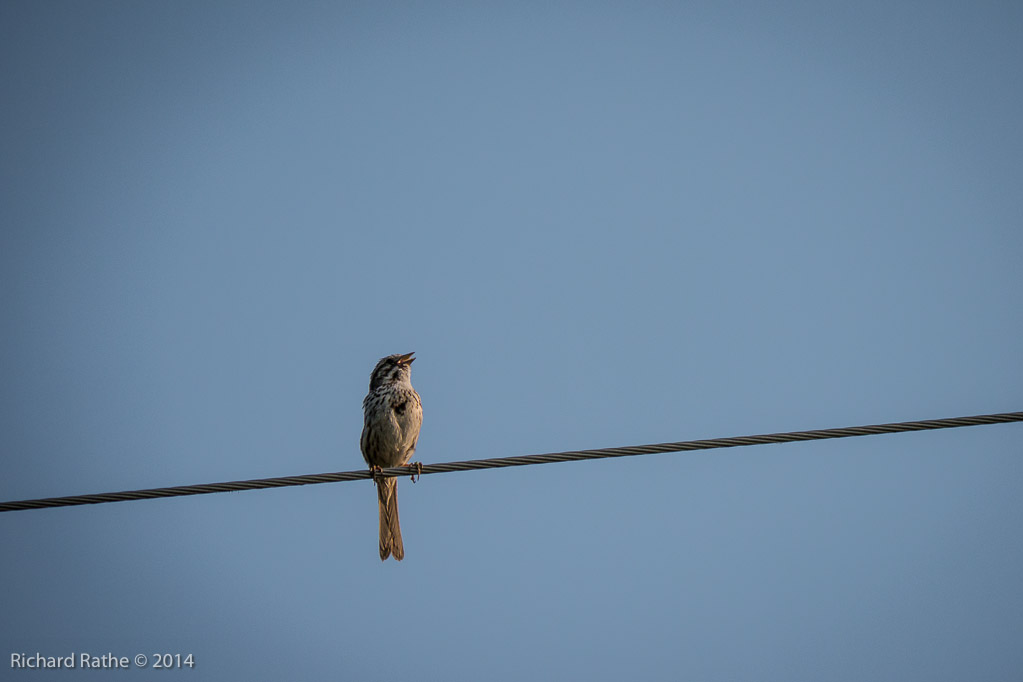 Song Sparrow