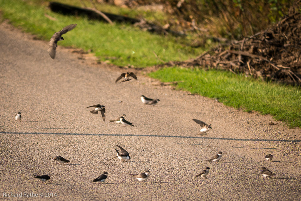 Northern Rough-Winged Swallow