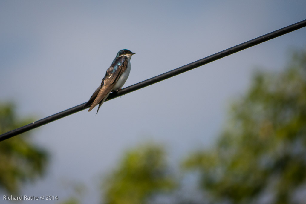 Tree Swallow
