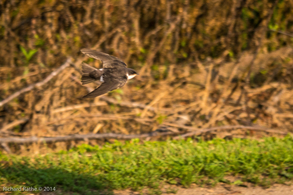 Northern Rough-winged Swallow