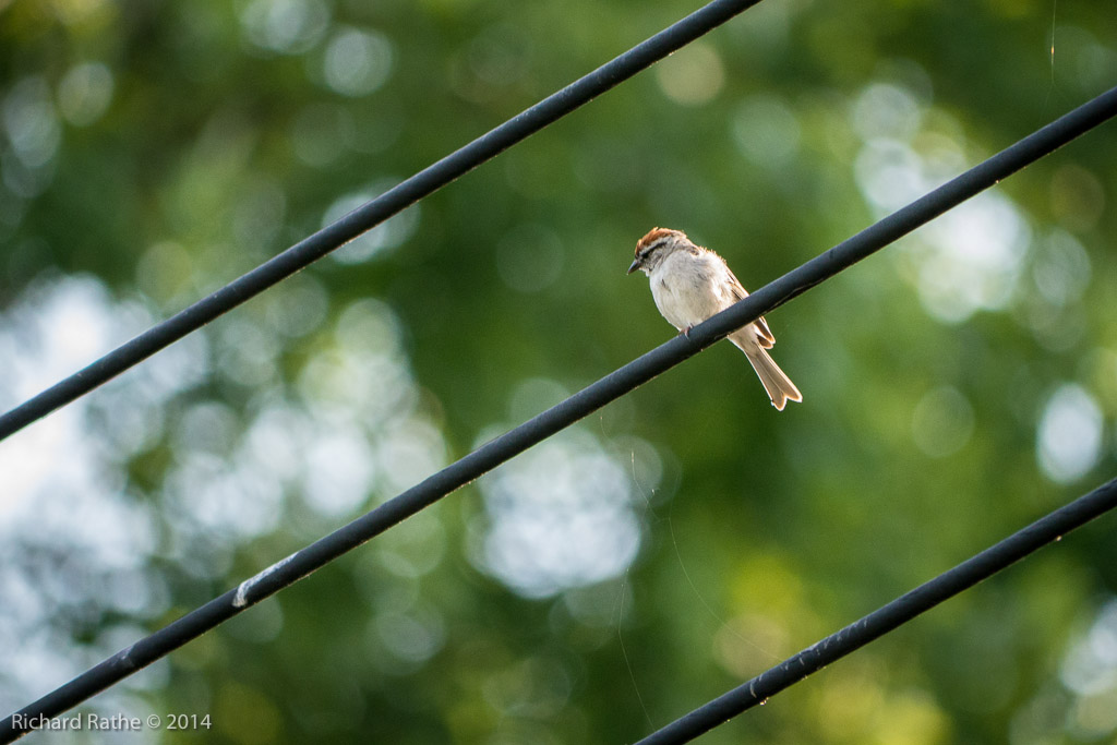 Chipping Sparrow