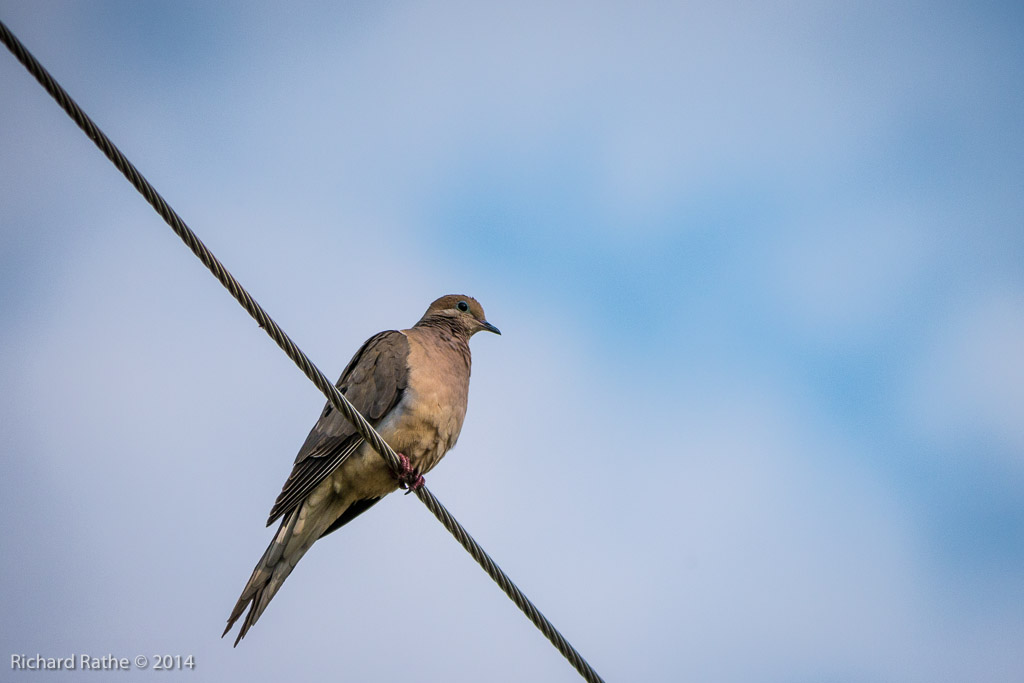 Mourning Dove