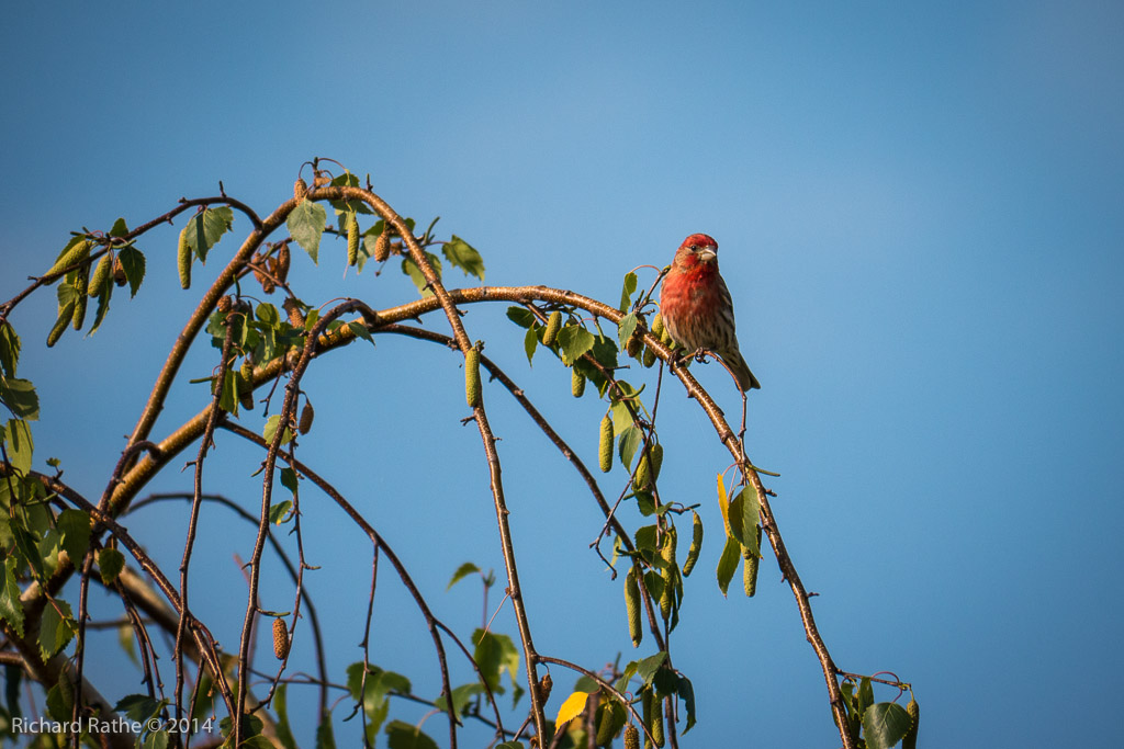 House Finch