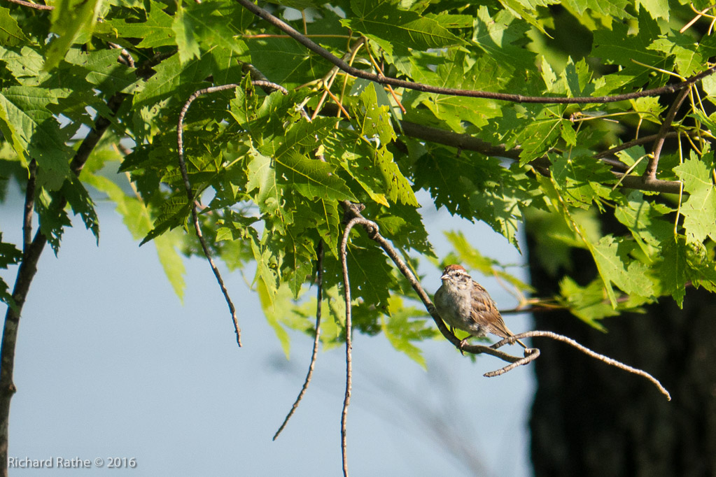 Chipping Sparrow