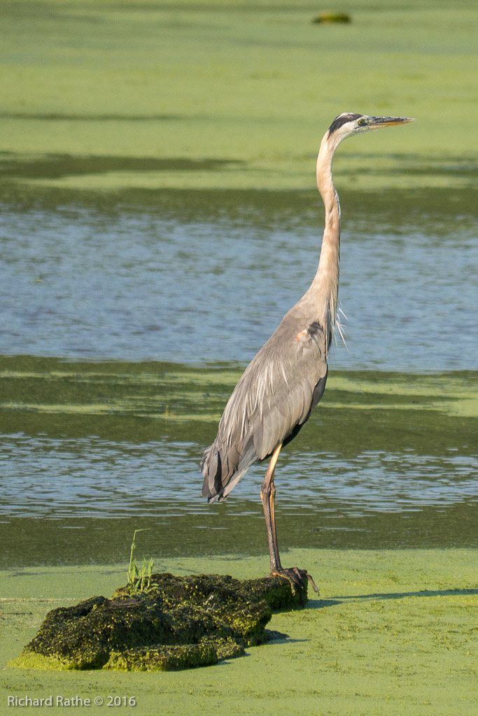 Great Blue Heron
