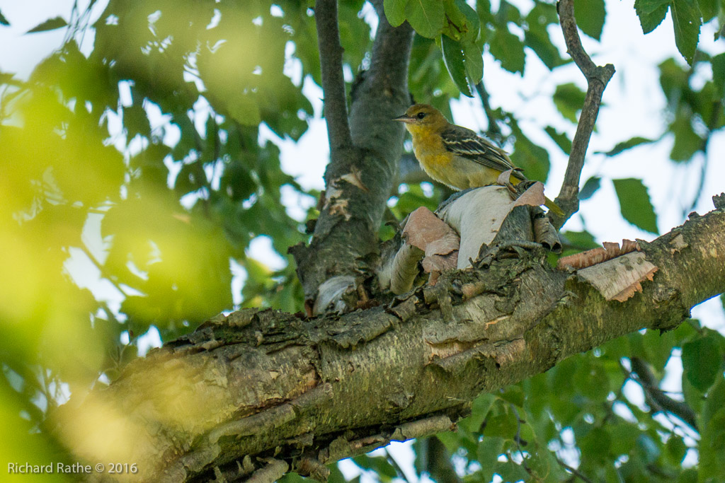 Western Tanager Female??
