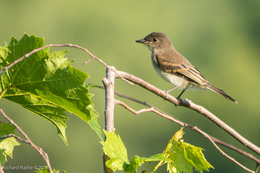 Eastern Wood-Pewee