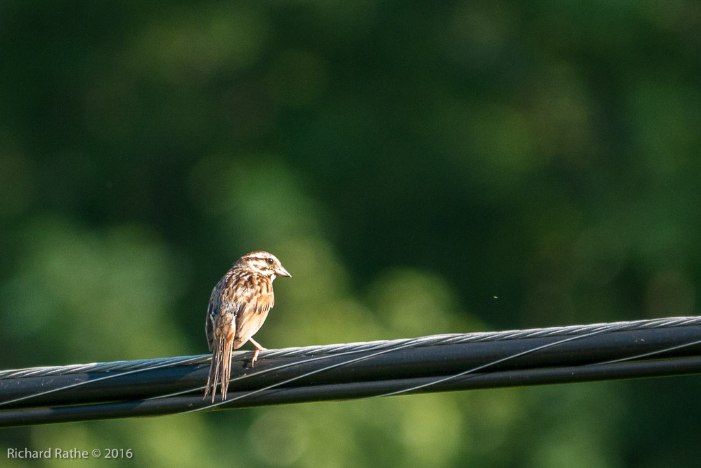 Song Sparrow