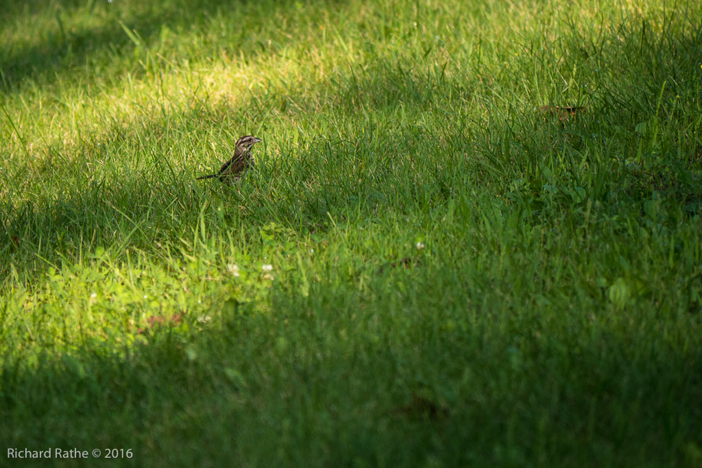 Song Sparrow