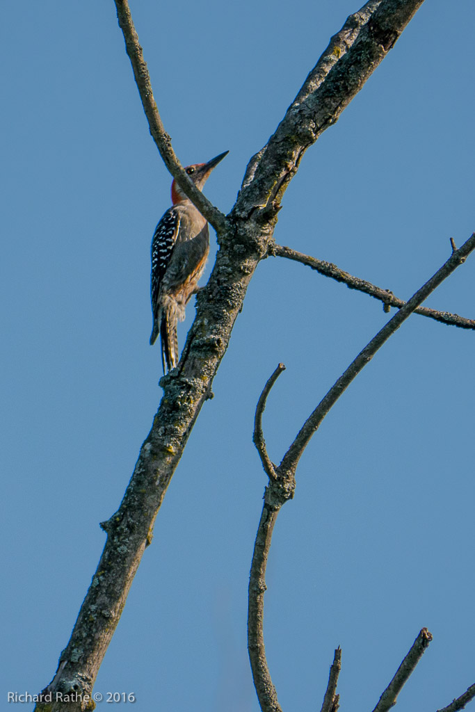 Red-Bellied Woodpecker