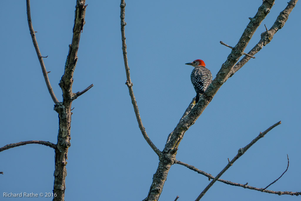 Red-Bellied Woodpecker