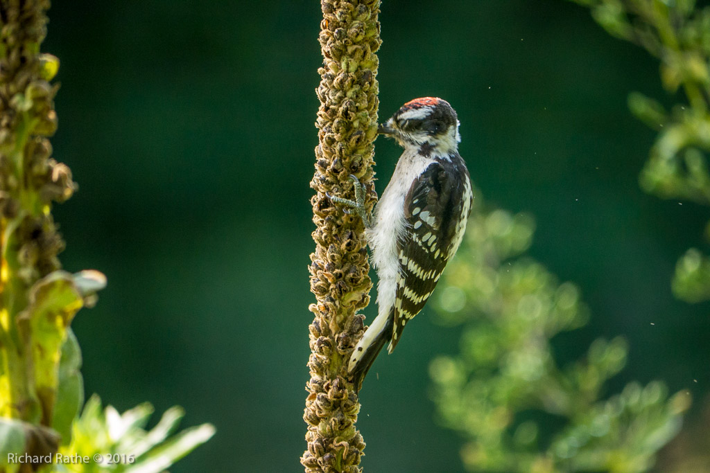 Downy Woodpecker