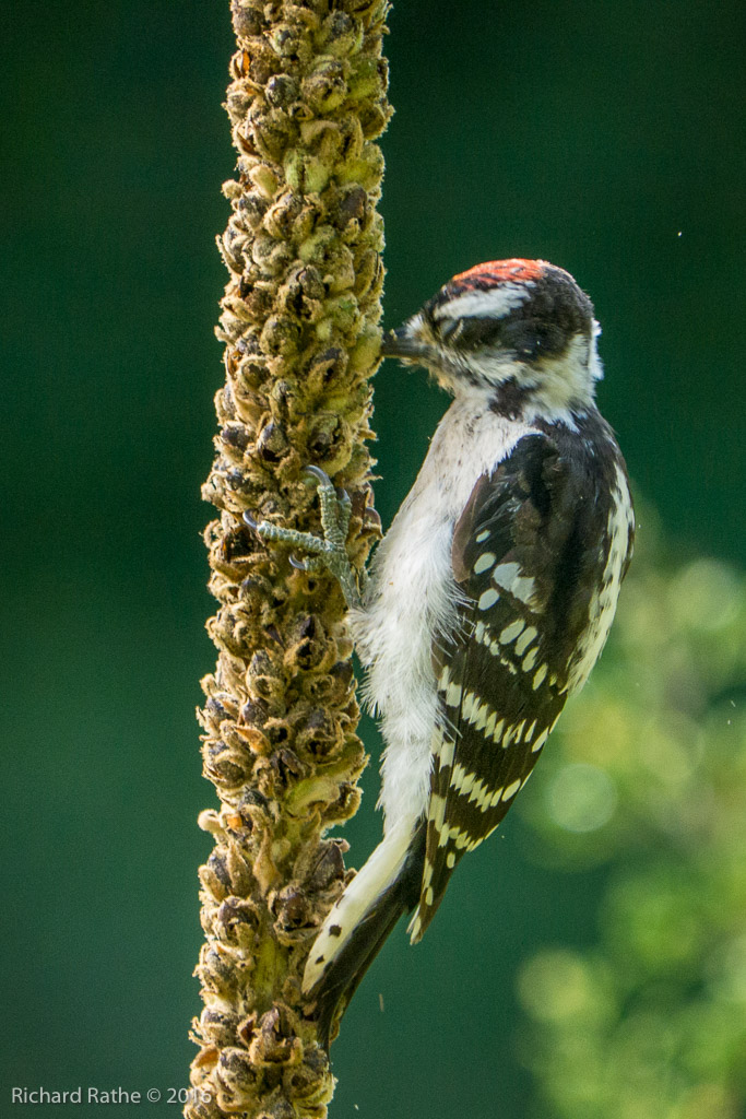 Downy Woodpecker
