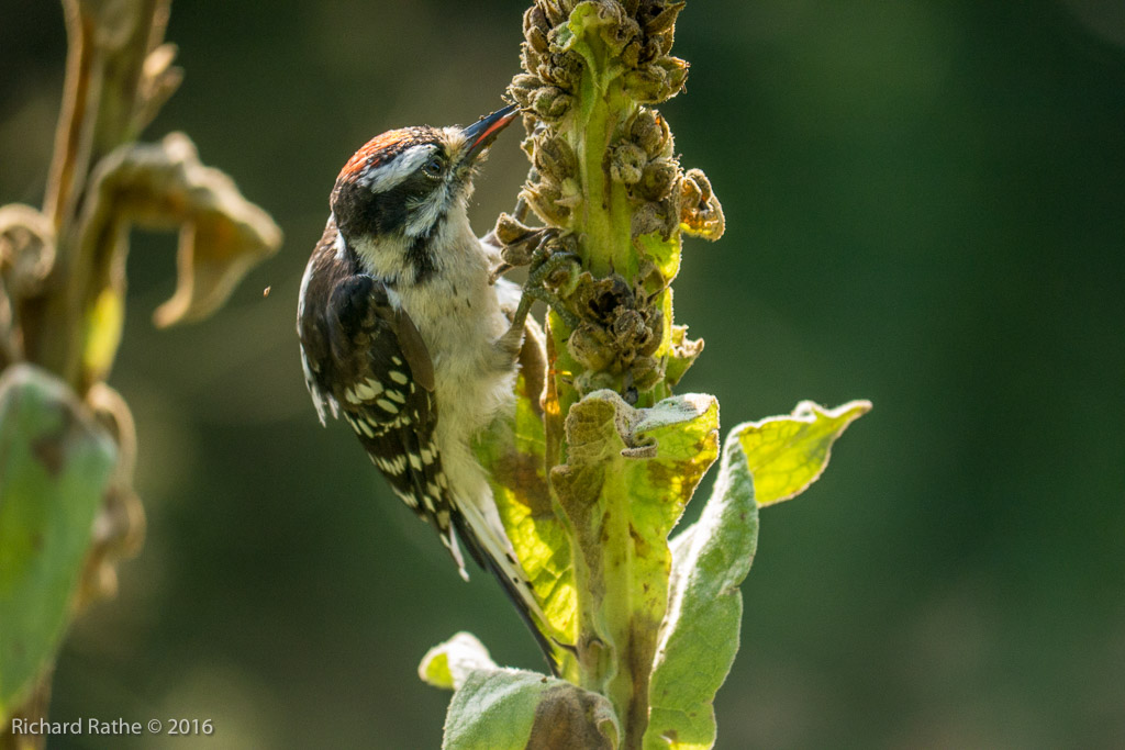 Downy Woodpecker