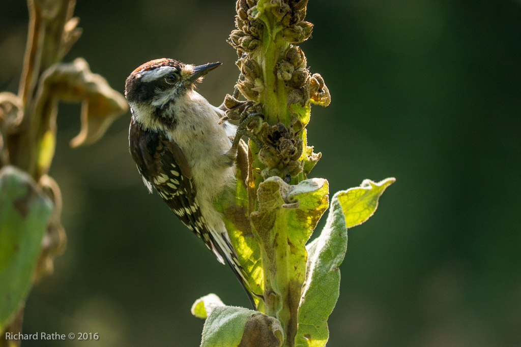 Downy Woodpecker