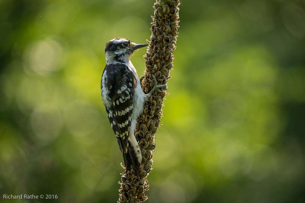 Downy Woodpecker