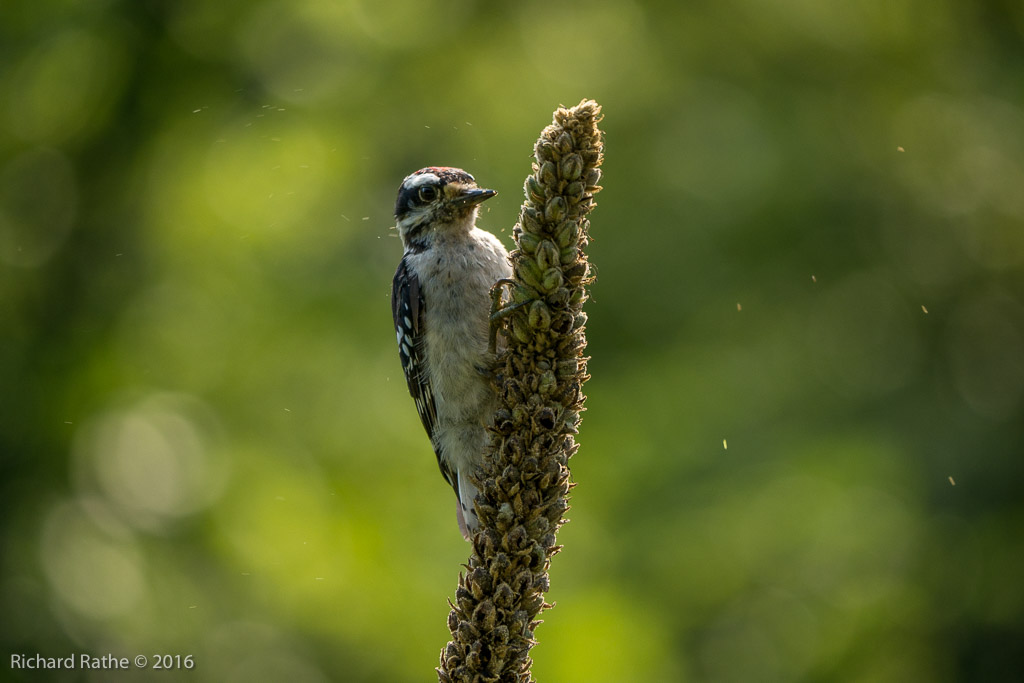 Downy Woodpecker