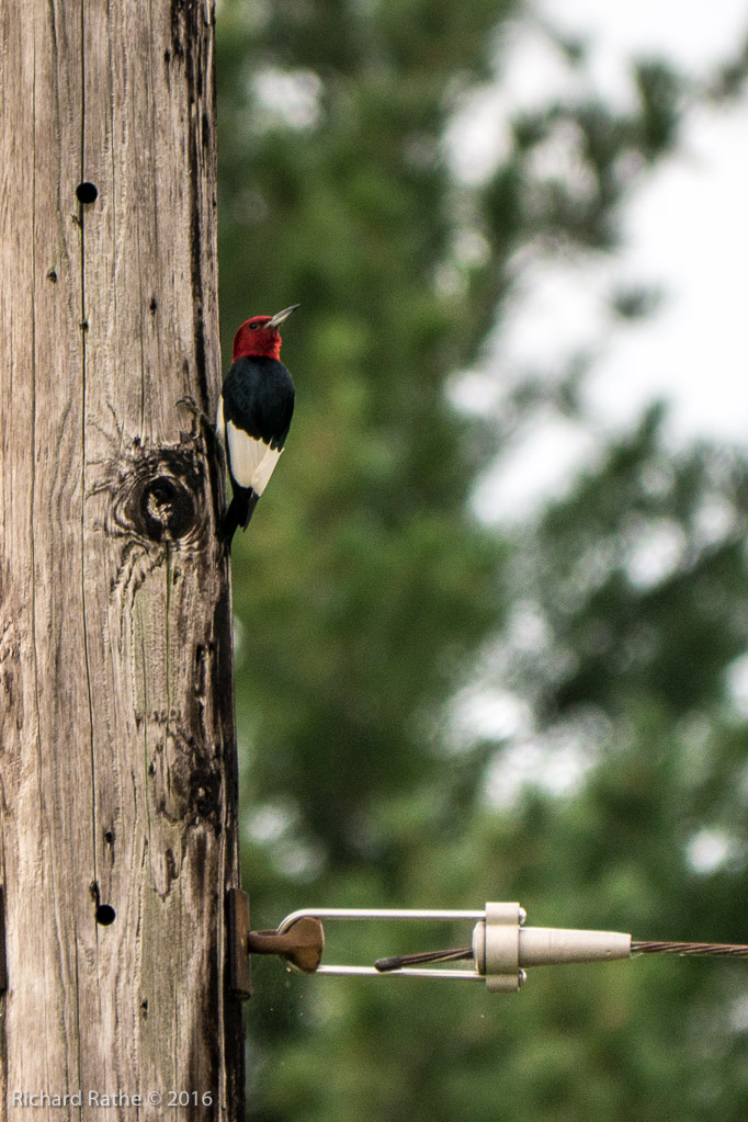 Red-Headed Woodpecker