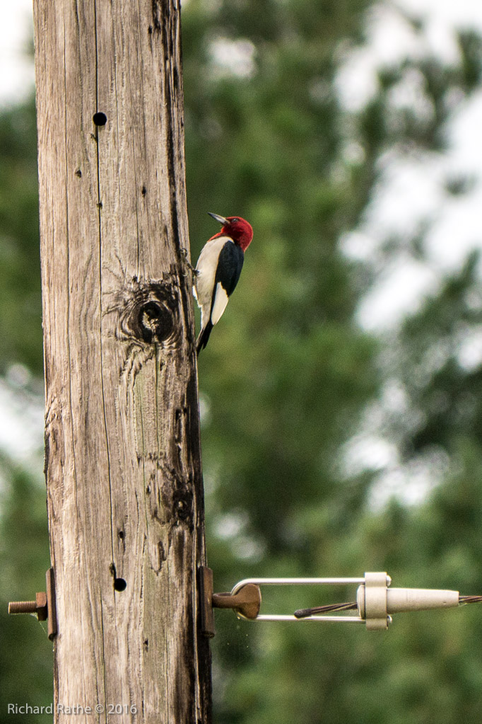 Red-Headed Woodpecker