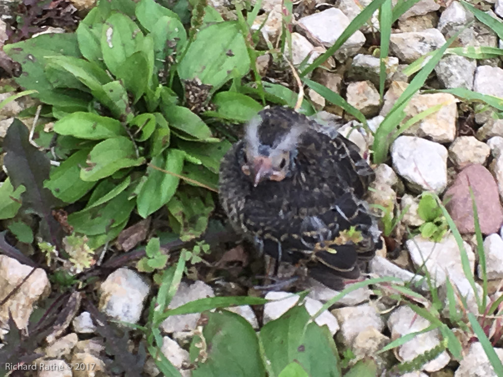 Red-Winged Blackbird Fledgling