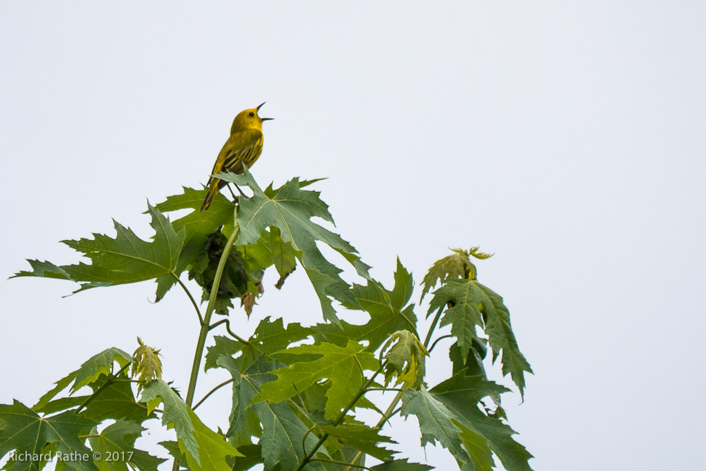 Yellow Warbler