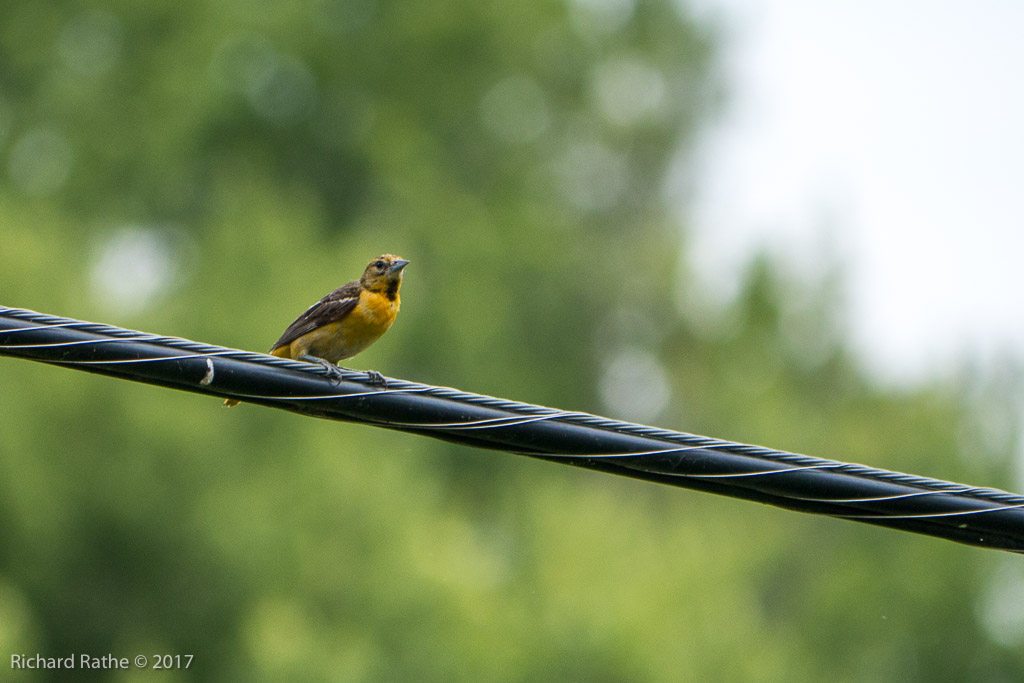 Dickcissel