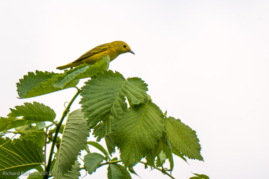 Yellow Warbler