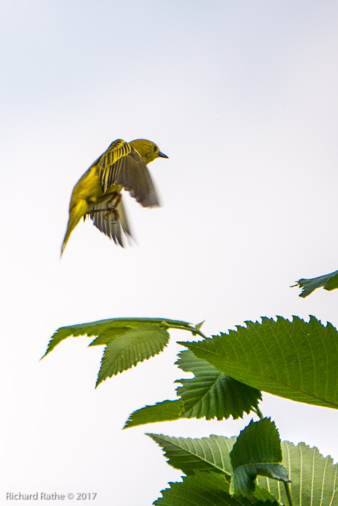 Yellow Warbler