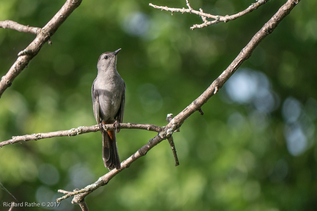 Catbird