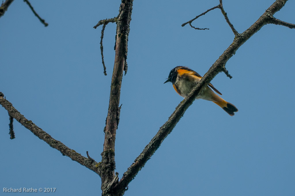 American Redstart
