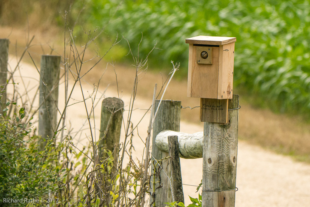 Eastern Bluebird