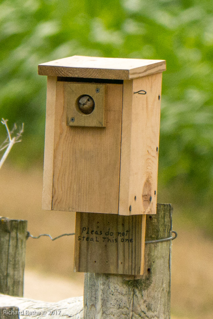 Eastern Bluebird