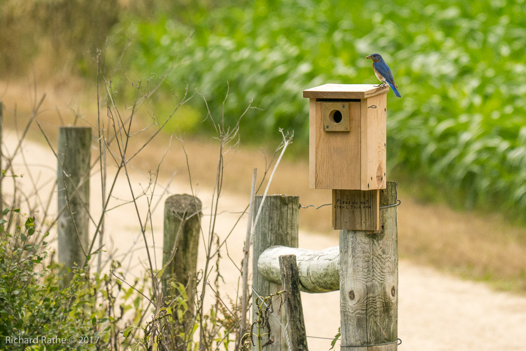 Eastern Bluebird