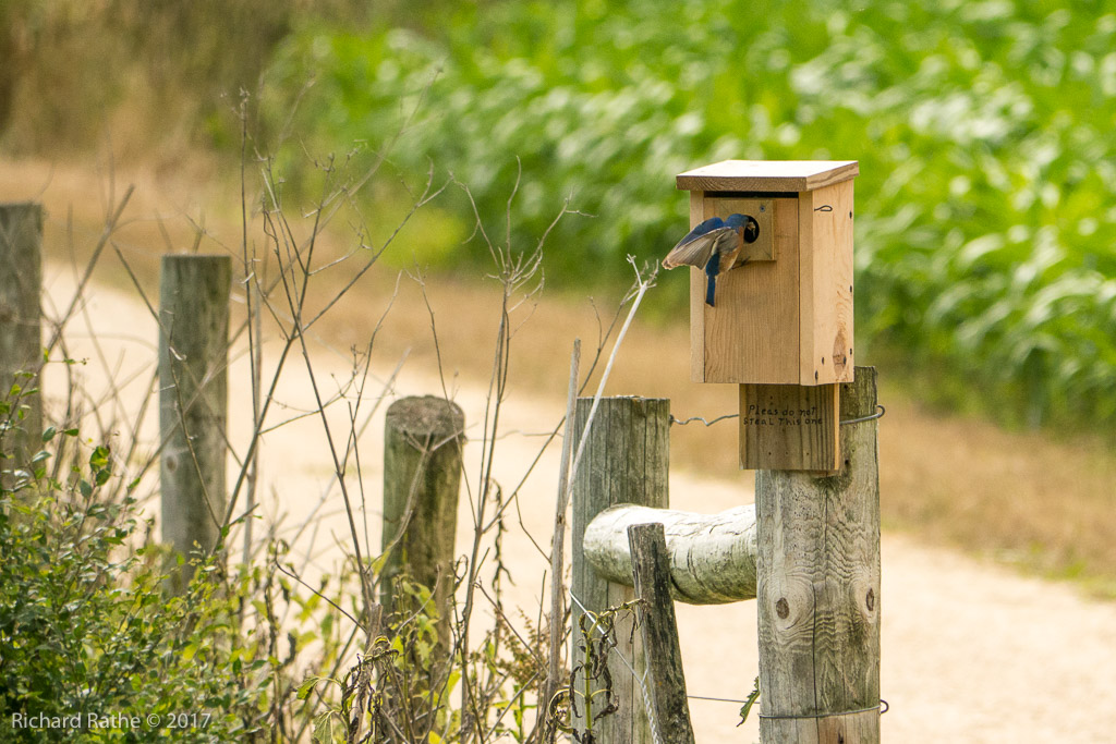 Eastern Bluebird