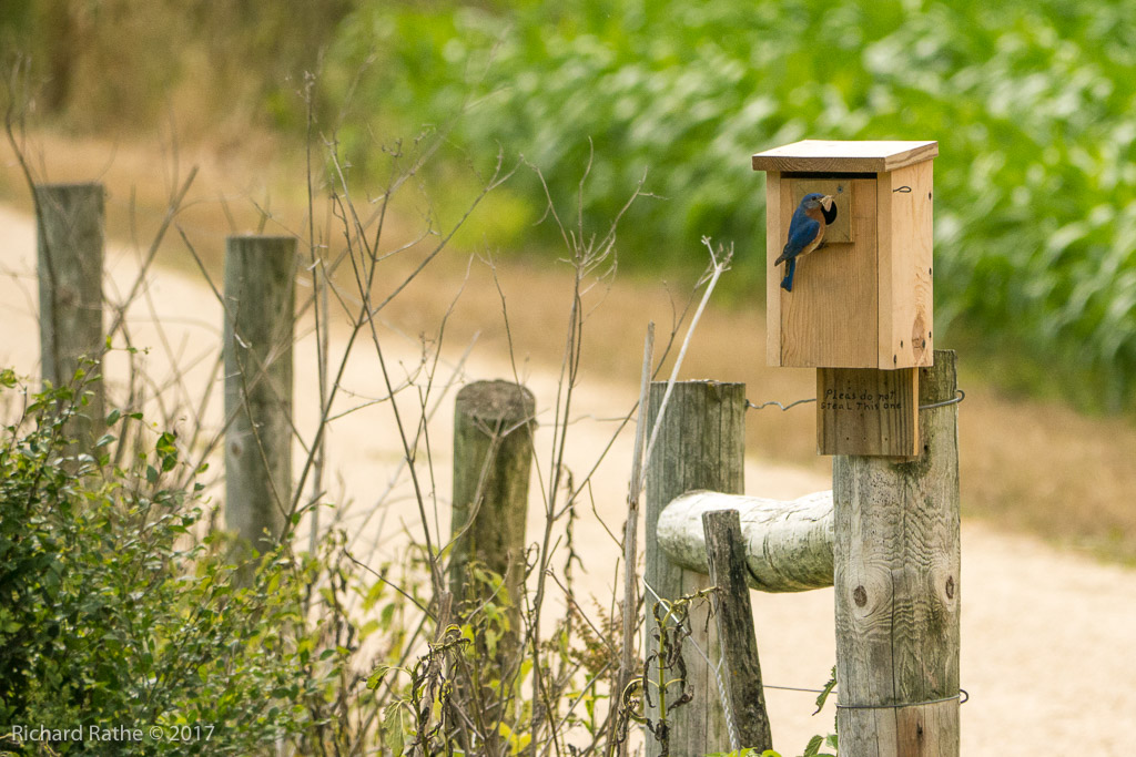 Eastern Bluebird