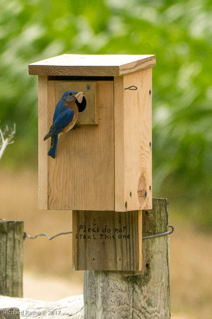 Eastern Bluebird