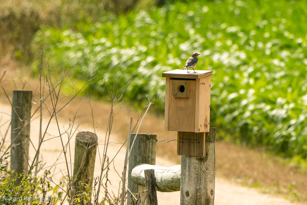 Eastern Bluebird