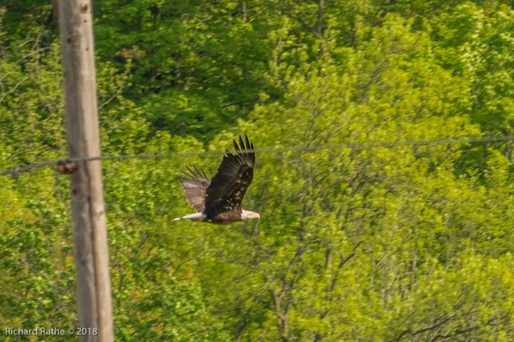 Bald Eagle