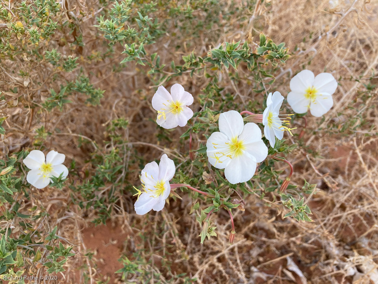 Evening Primrose